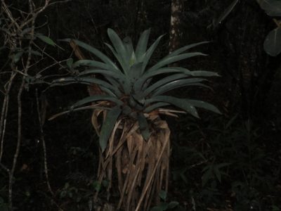 Vriesea gigantea, photographed by Diego Dos Anjos Souza