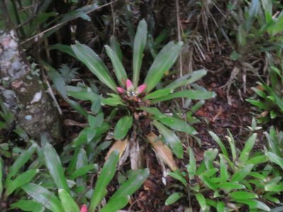Nidularium innocentii, photographed by Diego Dos Anjos Souza