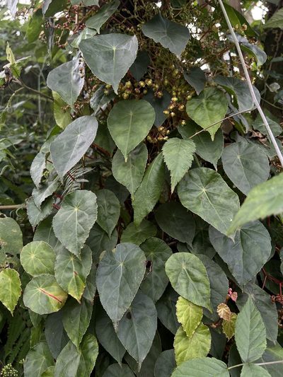 Begonia tropaeolifolia, photographed by Nicolás Baresch Uribe