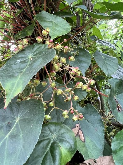Begonia tropaeolifolia, photographed by Nicolás Baresch Uribe