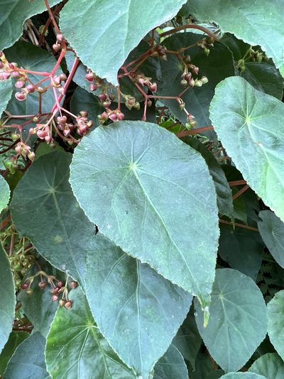 Begonia tropaeolifolia, photographed by Nicolás Baresch Uribe