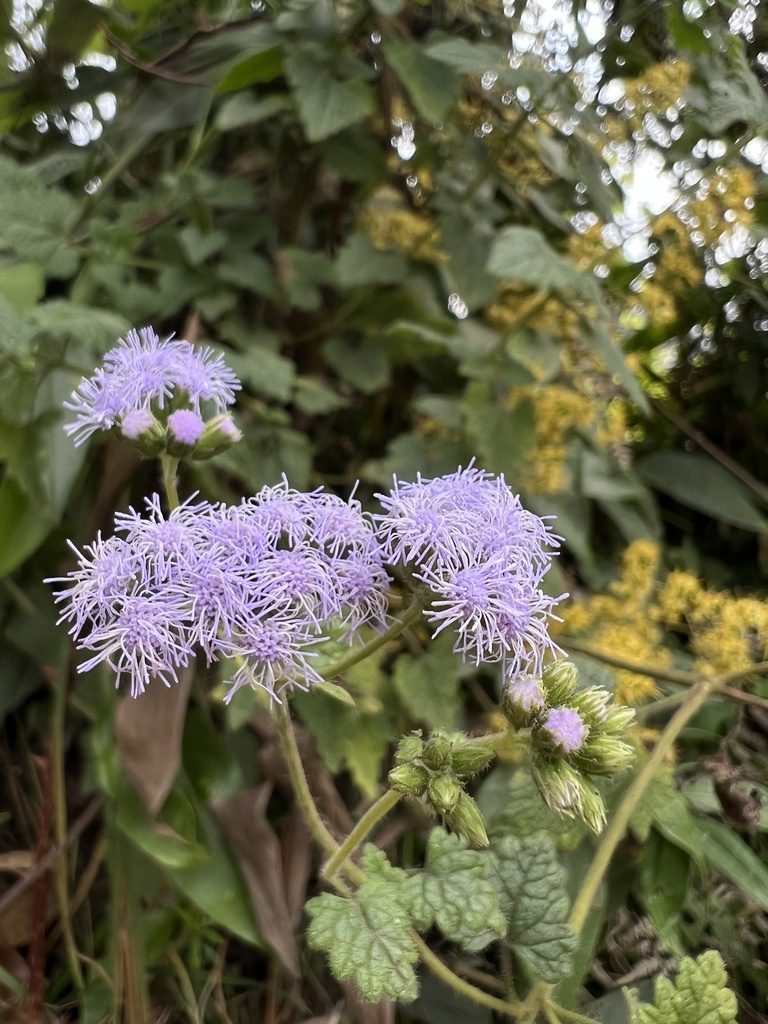 Lourteigia ballotaefolia, photographed by Nicolás Baresch Uribe