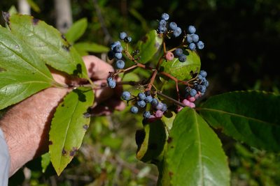Viburnum nudum, photographed by Mike Duran
