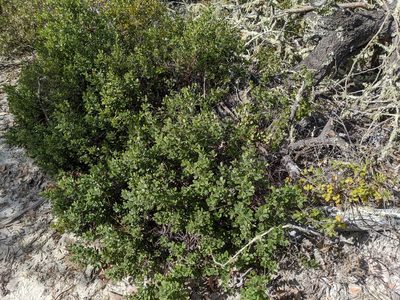Arctostaphylos sensitiva, photographed by joergmlpts