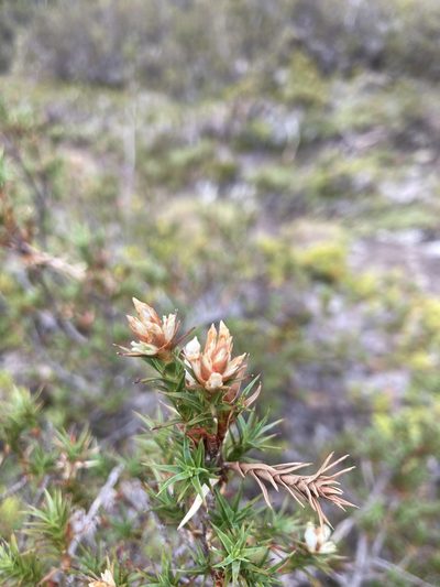 Richea acerosa, photographed by krumpianking