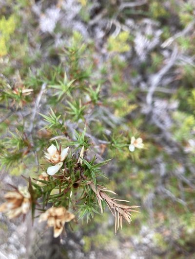 Richea acerosa, photographed by krumpianking