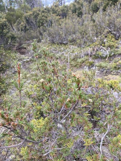 Richea acerosa, photographed by krumpianking
