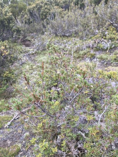 Richea acerosa, photographed by krumpianking