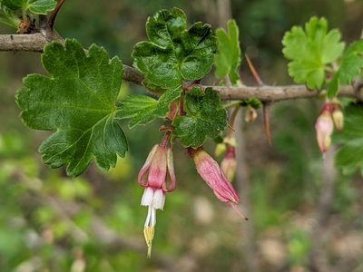 Ribes californicum, photographed by Ken-ichi Ueda