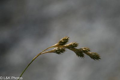 Carex foenea, photographed by lallen