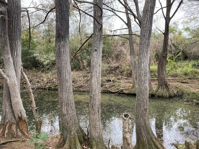 Taxodium mucronatum, photographed by P Gonzalez Zamora