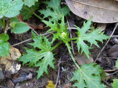 Sanicula laciniata, photographed by Ken-ichi Ueda