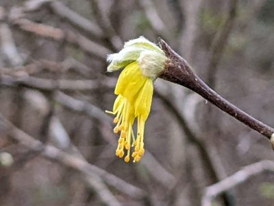 Dirca occidentalis, photographed by Ken-ichi Ueda