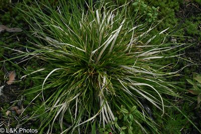 Carex tonsa, photographed by lallen