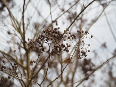 Lagerstroemia subcostata, photographed by 葉子
