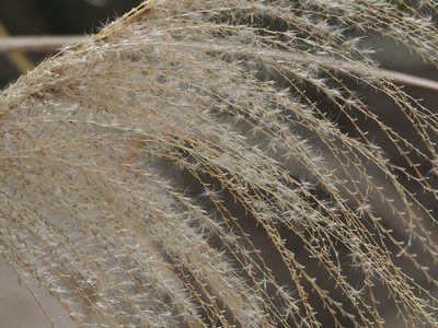 Miscanthus sinensis, photographed by 葉子