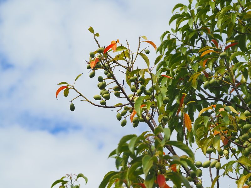 Elaeocarpus serratus, photographed by 葉子