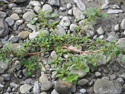 Amaranthus blitum, photographed by 葉子