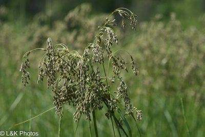 Scirpus atrocinctus, photographed by lallen