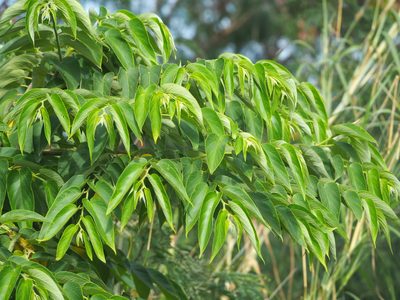 Trema orientale, photographed by 葉子