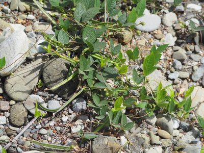 Centrosema pubescens, photographed by 葉子