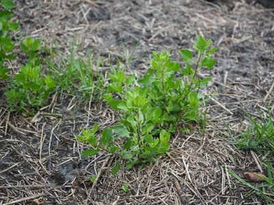 Pluchea indica, photographed by 葉子