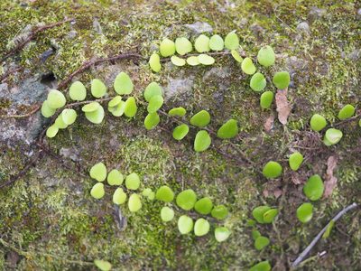Lepisorus microphyllus, photographed by 葉子