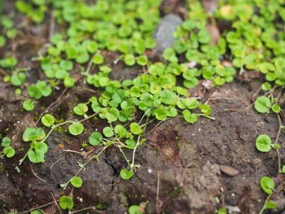 Dichondra micrantha, photographed by 葉子