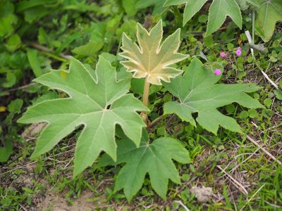 Tetrapanax papyrifer, photographed by 葉子
