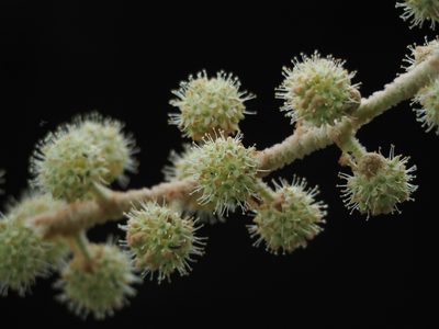 Tetrapanax papyrifer, photographed by 葉子