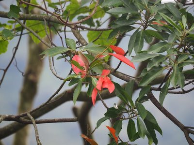 Elaeocarpus decipiens, photographed by 葉子
