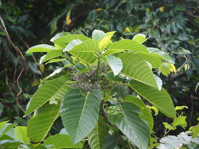 Dendrocnide meyeniana, photographed by 葉子