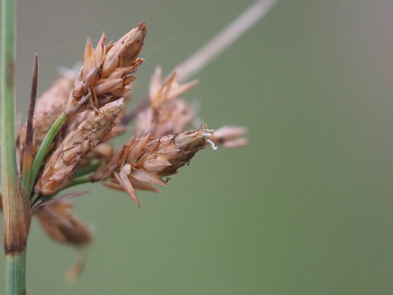 Fimbristylis sieboldii, photographed by 葉子