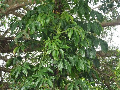 Syngonium angustatum, photographed by 葉子