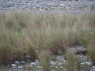 Saccharum spontaneum, photographed by 葉子