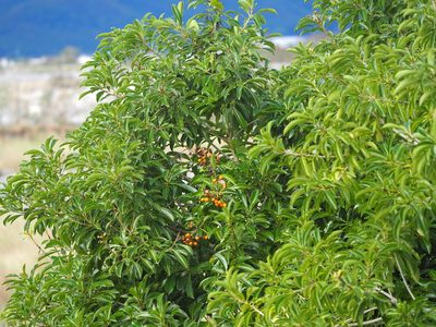 Pittosporum pentandrum, photographed by 葉子