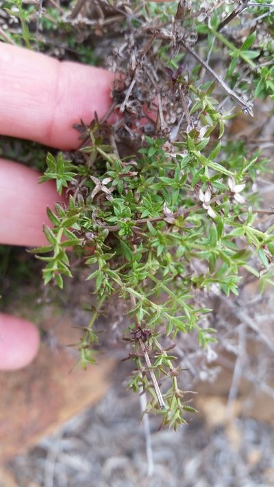 Galium nuttallii, photographed by Millie Basden