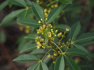 Zanthoxylum asiaticum, photographed by 葉子