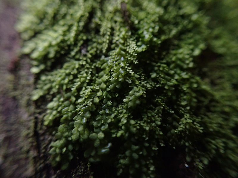 Radula obtusiloba, photographed by Randal
