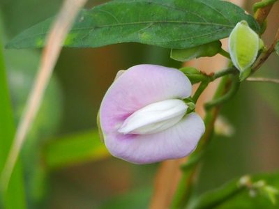 Centrosema pubescens, photographed by 葉子