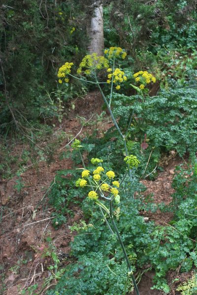 Thapsia foetida, photographed by Oleg Kosterin