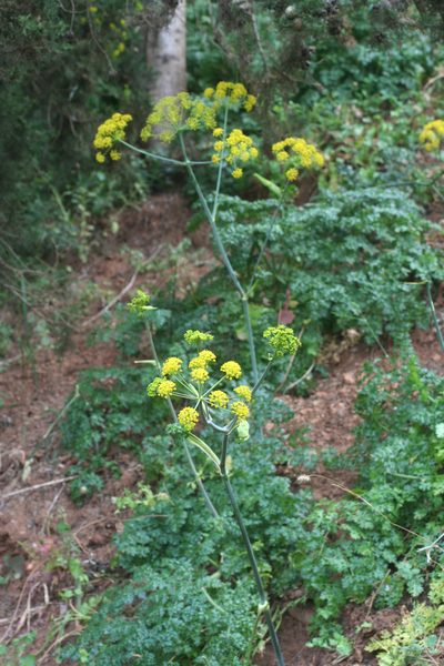 Thapsia foetida, photographed by Oleg Kosterin