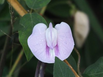 Centrosema pubescens, photographed by 葉子