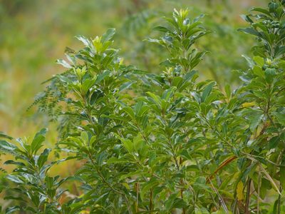 Pittosporum pentandrum, photographed by 葉子