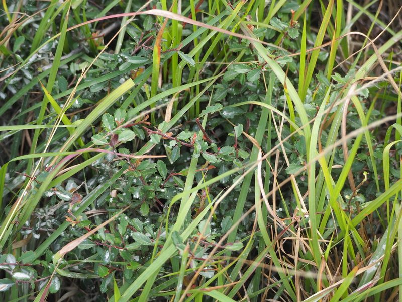Pyracantha crenulata, photographed by 葉子