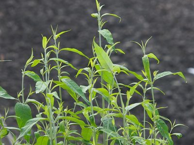 Buddleja asiatica, photographed by 葉子