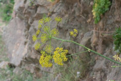 Thapsia foetida, photographed by Oleg Kosterin