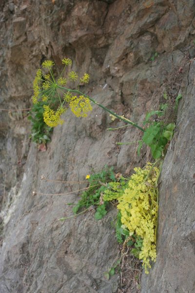 Thapsia foetida, photographed by Oleg Kosterin