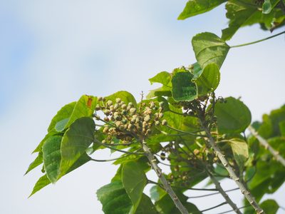 Melanolepis multiglandulosa, photographed by 葉子