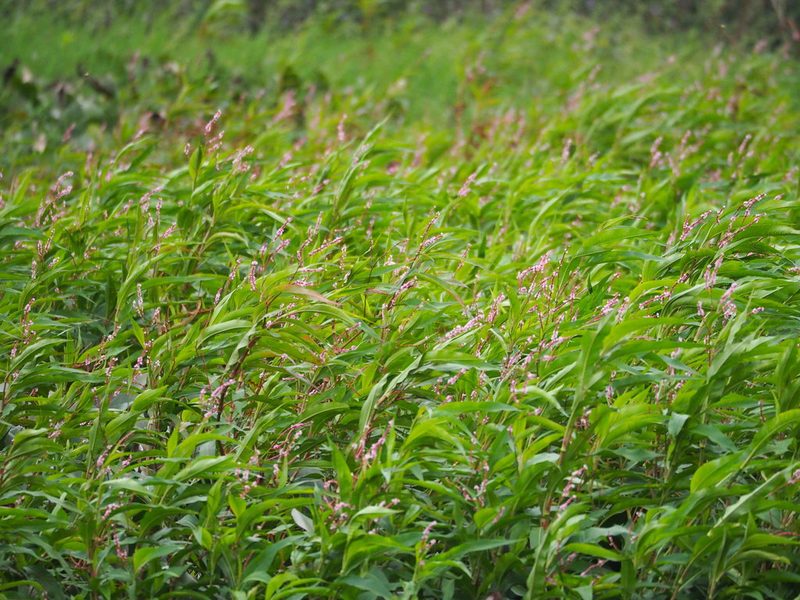 Persicaria glabra, photographed by 葉子